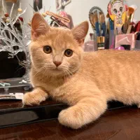 گربه میکس اسکاتیش و بریتیش|گربه|ارومیه, |دیوار