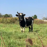 گاو چالوسی با منده