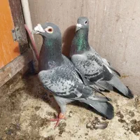 سینه و پولکی