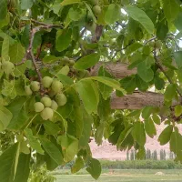 فروش-زمین-کشاورزی