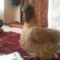 خروس ومرغ نژاد دارسالم