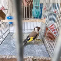 سهره چهارگل و سهره خاکی|پرنده|مشهد, پورسینا|دیوار