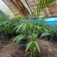 فروش انواع گل ها مستقیم از گلخانه|گل و گیاه طبیعی|رشت, شهرک قدس|دیوار