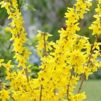 یاس زرد|گل و گیاه طبیعی|خرمآباد (تنکابن), |دیوار