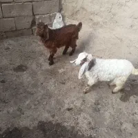 بزغاله