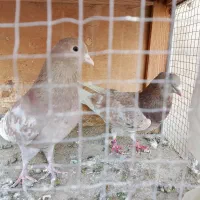 کبوتر.کفتر|پرنده|ری, شهادت|دیوار