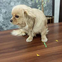 سگ خونگی پاه کوتاه|سگ|آشخانه, |دیوار