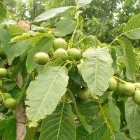 کارگر هستم برای جمع کردن گردو