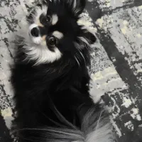 سگ پامر عروسکی