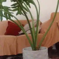 گل برگ انجیری همراه با گلدون