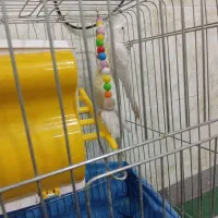 عروس هلندی|پرنده|شیراز, کوشک میدان|دیوار