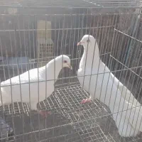 بدرنگ‌دمگیرسفیدیاهو