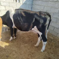 سه تا گاو جوان|حیوانات مزرعه|نورآباد ممسنی, |دیوار