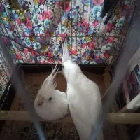 عروس البینو