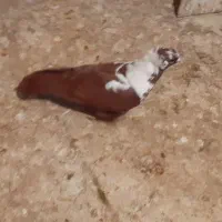 باسلام ککیلی نر جوان|پرنده|اردبیل, |دیوار