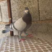 فروش کبوتر طوقی نر سبز نر|پرنده|شیراز, آزادگان|دیوار