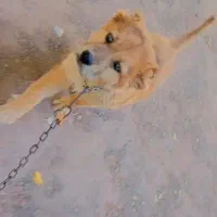 توله خراسانی 3 ماه