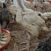 جوجه بوقلمون بیوتی ۱ کیلویی و برنز