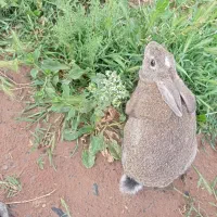 جلگه موسی آباد