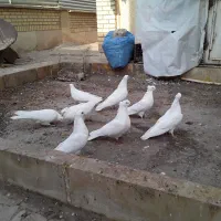 سلام فروش ۸کبوتر سفید کلایی چشم سفید