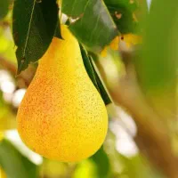 تولید نهال گلابی بیروتی