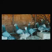 تعداد20عدد کبوتر شب بازی