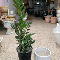 زاموفیلیا|گل و گیاه طبیعی|سلماس, |دیوار