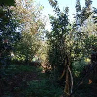 زمین سنددار رضوانشهر|فروش زمین و ملک کلنگی|رشت, چله خانه|دیوار