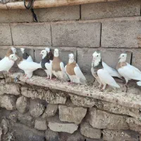 طوقی