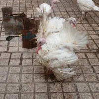 فروش بوقلمون بیوتی