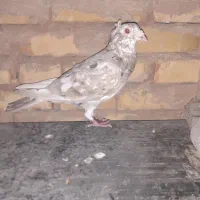 سار هفت رنگ شکلاتی