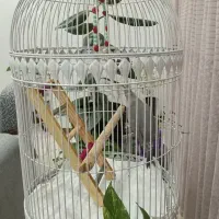 عروس هلندی|پرنده|صباشهر, |دیوار