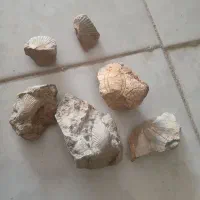 سنگ فسیل