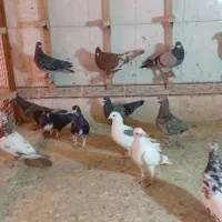 دسته خوب دوس بداری هوایی|پرنده|شیراز, کوشک میدان|دیوار