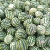 هندونه کیلویی ۱۵