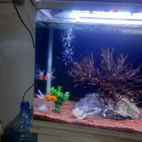 اکواریوم شیشه خم ماهیران|ماهی|اصفهان, عطار نیشابوری|دیوار