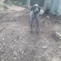 سگ شکاری|سگ|تالش, جوکندان|دیوار