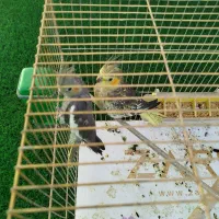 ۱ جفت عروس همراه با قفس ۱ میلیون