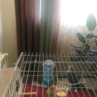 عروس هلندی مولد ‌طوطی برزیلی مولد|پرنده|گرمدره, |دیوار