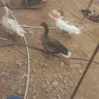 غاز و اردک محلی