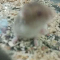 همستر|موش و خرگوش|رفسنجان, |دیوار