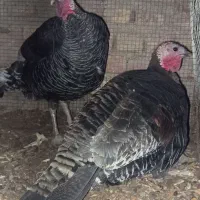 دو عدد بوقلمون ماده جوان 1ساله