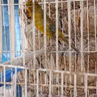 قناری نر ریزه خونی|پرنده|امیدیه, |دیوار