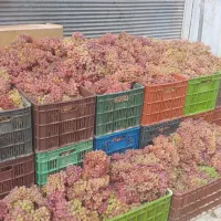 انگوربناب کشمش