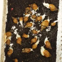 حلزون اچاتینا