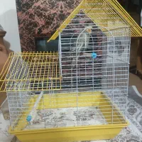 عروس هلندی نر|پرنده|رشت, یخسازی|دیوار