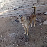 سگ سرابی 3ساله