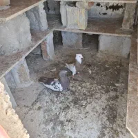 ۴عدد کبوتر سالم