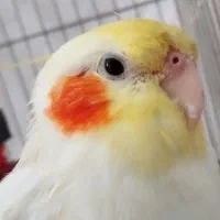 عروس هلندی گم شده