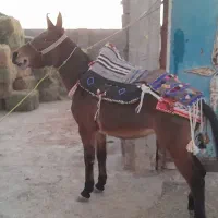 یک راس کره قاطرماچه ۴سال سواری وباری